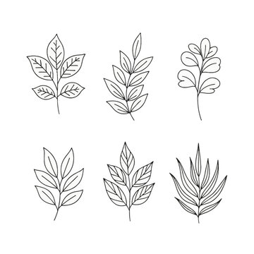 Set of six hand-drawn botanical leaf branch illustrations in black outline style, featuring various leaf shapes including pinnate, oval, and lanceolate on a plain white background.