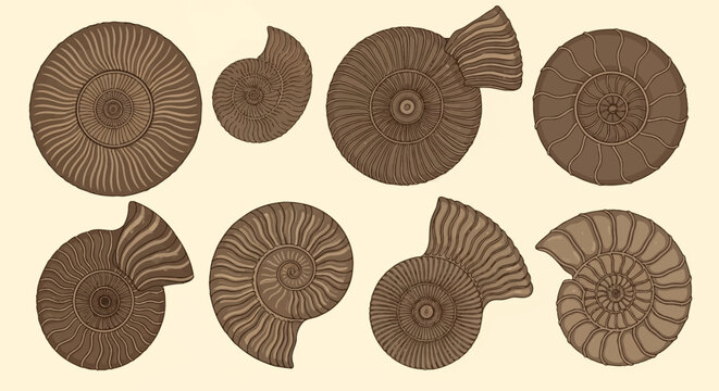 Collection of eight diverse ammonite fossil illustrations featuring detailed spiral shell structures, ribbed textures, and various prehistoric cephalopod patterns on a neutral background.