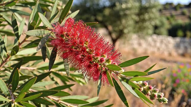 Closeup of a vibrant red bottlebrush flower in bloom outdoors.