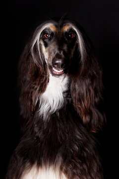 Smiling Afghan Hound dog looking at camera on black background