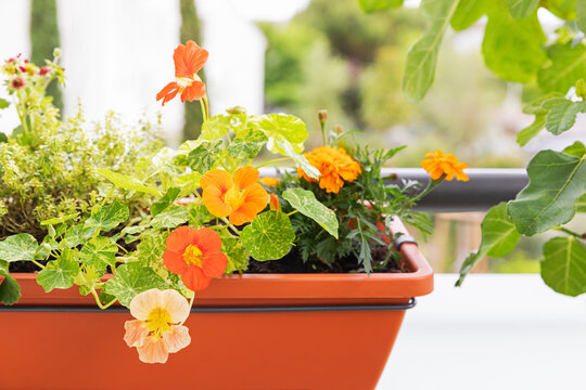 Nasturtium and tagetes blooming in herb garden planter on balcony