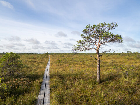 Wooden plankway across a green moorland with a tree in Estonia