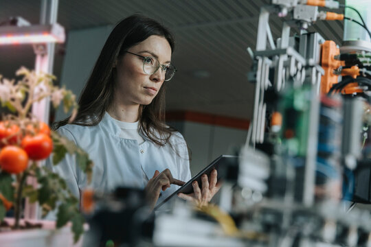 Scientist studying tomatoes with digital tablet in modern laboratory