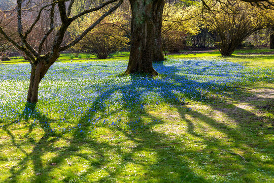 Blooming blue squill flowers in spring