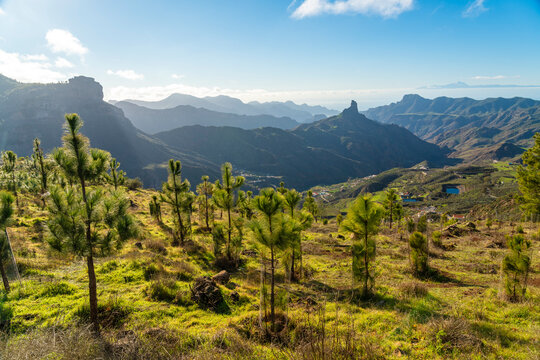 Pine tree reforestation in mountain valley of Gran Canaria Spain