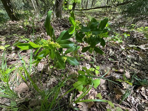 Daphne pontica, known as Pontic daphne or spurge laurel, with glossy evergreen leaves and greenish-yellow tubular flowers growing on a woodland floor in natural sunlight, representing forest flora.