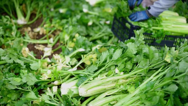 Close up of worker hands putting fresh celery into plastic crates on large agricultural field. High quality 4k footage