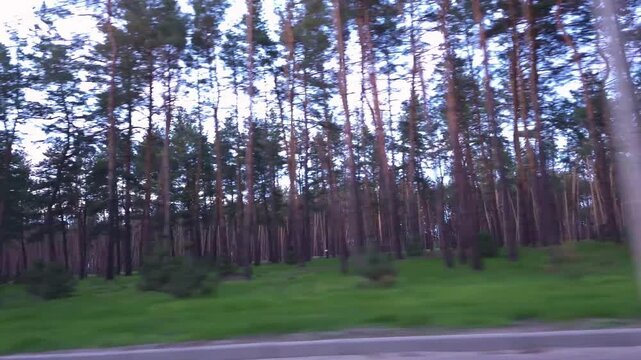 View from a vehicle traveling alongside a lush green meadow bordering a dense forest of tall pine trees under a bright sky