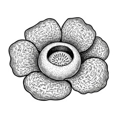 Rafflesia Giant Flower Vector Illustration   Exotic Tropical Botanical Artwork   Rare Jungle Flower Design © creative lab