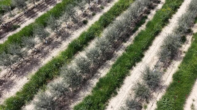 High angle drone perspective of parallel olive tree rows and vibrant green vegetation between lines in an Andalusian orchard.