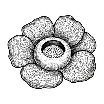 Rafflesia Giant Flower Vector Illustration | Exotic Tropical Botanical Artwork | Rare Jungle Flower Design