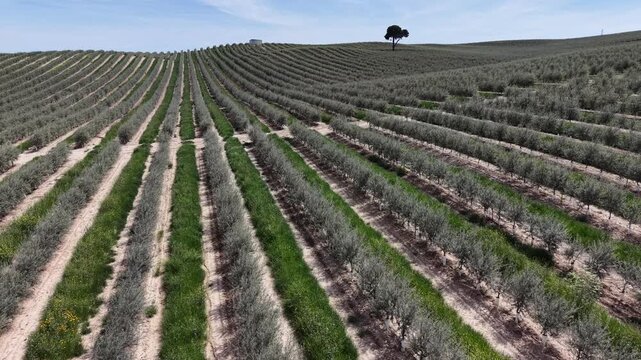 Drone shot over rolling hills featuring systematic rows of olive trees and a solitary tree on the horizon in rural Andalusia.