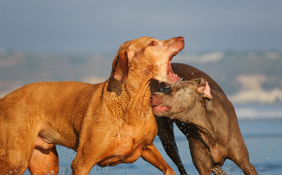 Two dogs, a Weimaraner and a Vizsla, playing at the beach ocean