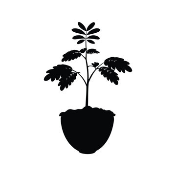 Silhouette of tamarind tree seedling in black and white minimalist vector illustration design, tamarind tree seedling silhouette vector illustration
