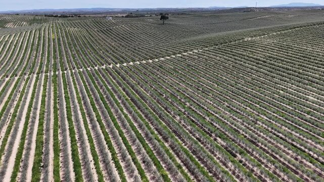 Drone footage capturing the geometric patterns of a modern olive plantation in the rural landscape of Andalusia during a sunny day.