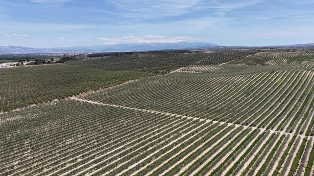 Wide drone perspective showing vast olive tree rows extending toward the snow-capped mountains of Sierra Nevada in the Trasmulas region.