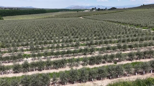 A close-up aerial tracking shot showing the systematic planting and irrigation of young olive trees in a Spanish agricultural estate.