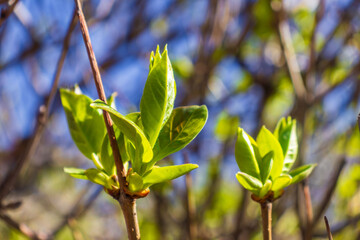 Fototapeta premium Close-up of young green leaves growing on tree branches in sunlight. Concept of spring season, nature renewal, growth, and fresh natural environment