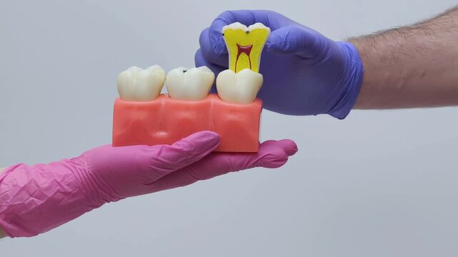 Removable Tooth Anatomy Model Demonstration in Gloves