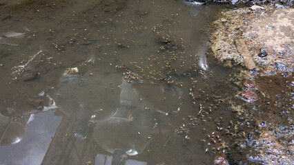 Naklejka premium Mosquito breeding in polluted water