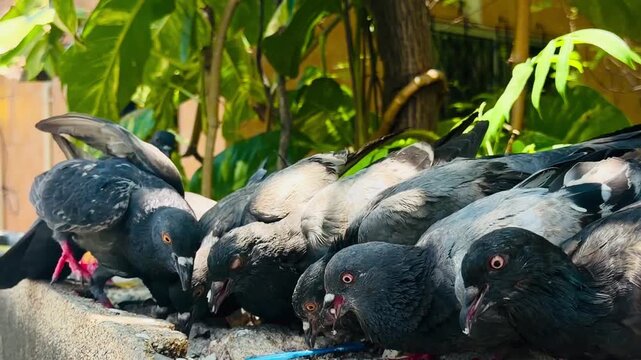 Domestic pigeons (Columba livia domestica) with different plumage colors eating rice. Flock of birds in a tropical environment of Thailand. Close up of birds' behavior and feathers.