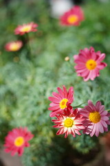 Fototapeta premium pink and yellow flowers