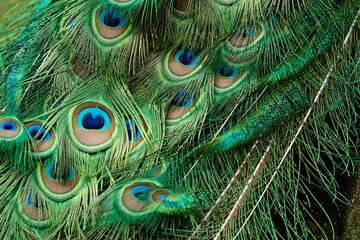 close up of peacock feather © Touchtorn
