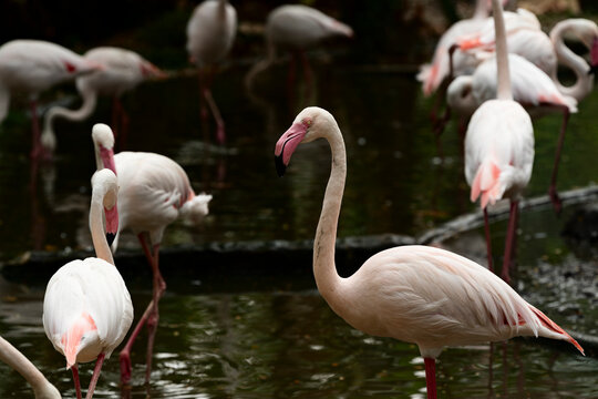 group of pink flamingos
