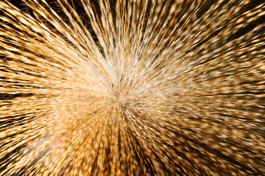 close up of a Grey Crowned Crane bird