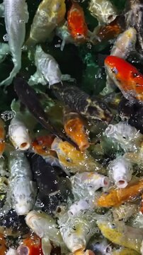 Colorful ornamental koi carp swimming in a pond, opening their mouths in search of food. Beautiful japanese fish crowding together at the water's surface, creating an interesting pattern