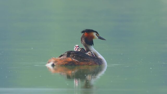 Great crested grebe floating with three chicks on back