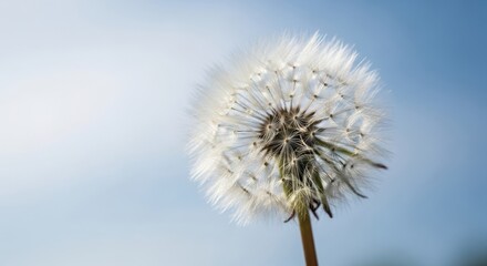 Fototapeta premium Delicate Dandelion Seed Head in Soft Sunlight