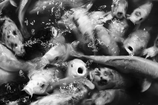 black and white fish background