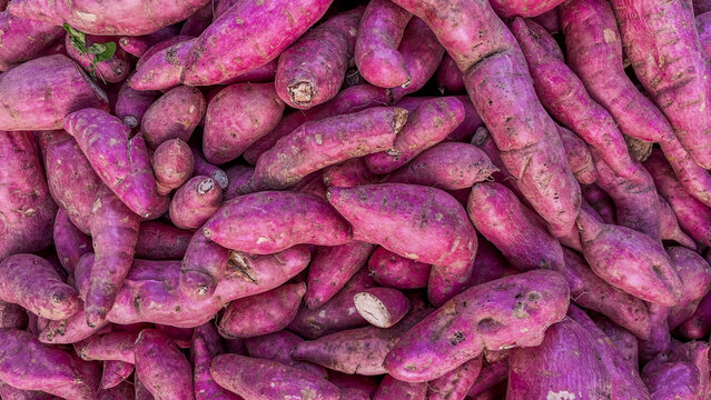 A striking display of fresh purple sweet potatoes captured at a traditional market in East Kalimantan, Indonesia. The deep, natural hues reflect the rich agricultural diversity found within the heart 