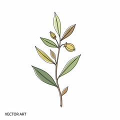 Fototapeta premium Botanical Illustration of a Branch with Leaves and Berries