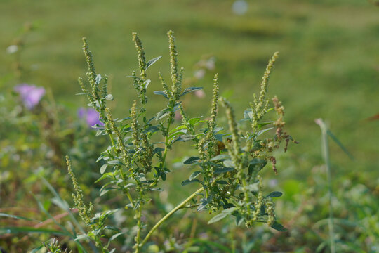 This image shows a prickly amaranth plant or a type of weed that has erect, yellowish green flower spikes.