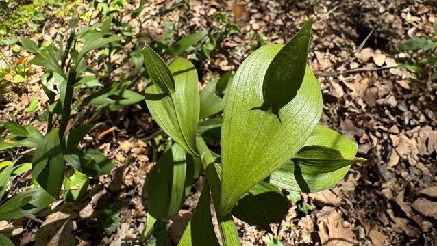 Ruscus hypoglossum, spineless butcher's-broom, mouse thorn, horse tongue lily green leaves emerging on a woodland floor in sunlight, representing spring forest flora and natural habitat diversity.