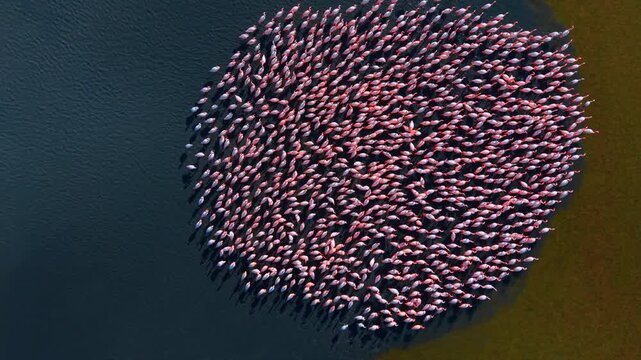 Top down aerial view of flamingo circular formation. Vertical drone shot of flamingos gathered in a circle near the shore.