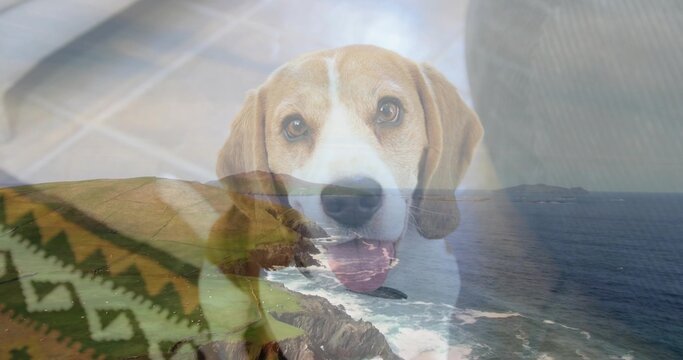 Gazing beagle-type dog posing center indoors, blending with ocean, tiled floor and patterned throw