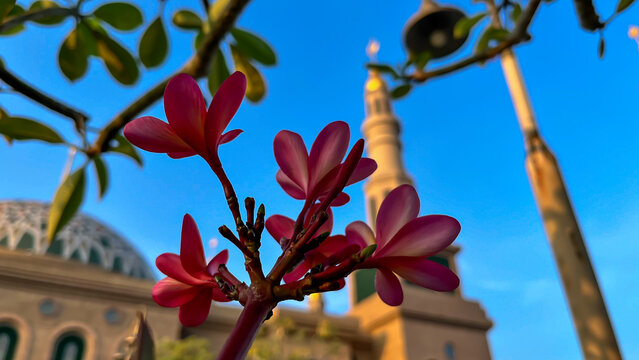  Pink flowers blue sky, Islamic architecture floral view. coba rapikan ini saja