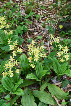 キエビネ　Siebold's hardy calanthe orchid