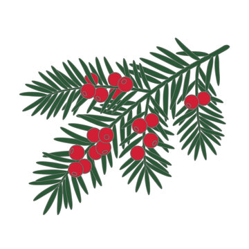 Taxus baccata poisonous berries on a branch, isolated flat illustration on a transparent background.