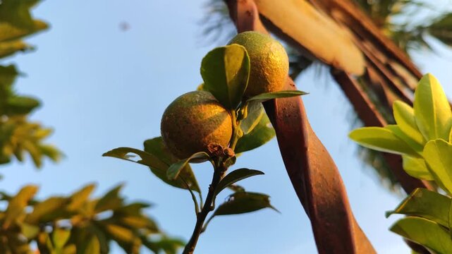 Calamansi fruit (jeruk kasturi) growing on tree, showing fresh citrus fruit and tropical garden environment.