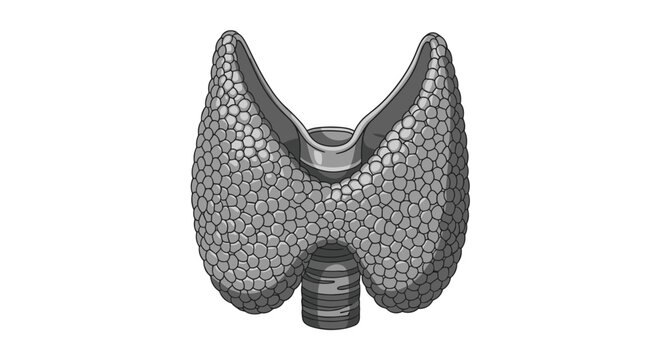 Anatomical illustration of the human thyroid gland shows its lobulated structure and position around the trachea in grayscale.