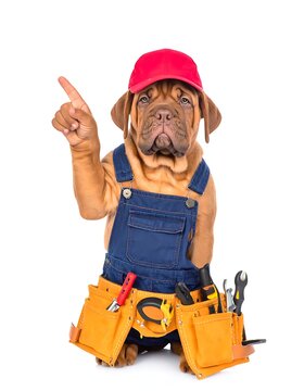 A brown dog wearing a red hat and overalls pointing