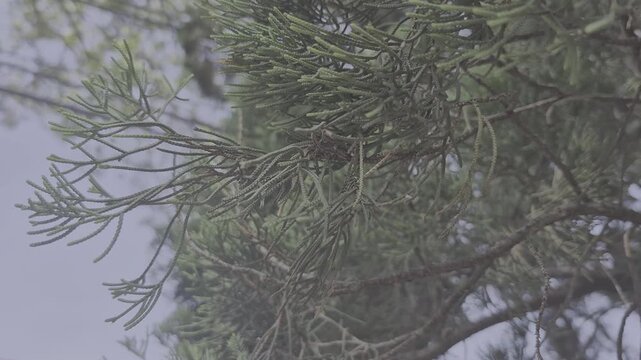 A high-detailed macro shot focusing on the lush green needle-like leaves of a cypress or pine tree