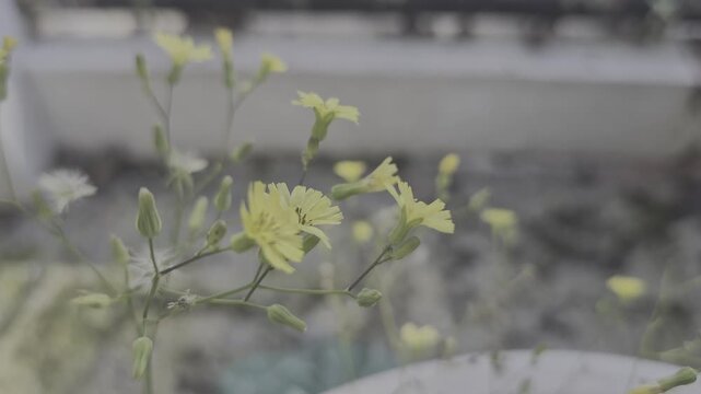 delicate yellow wildflowers blooming outdoors