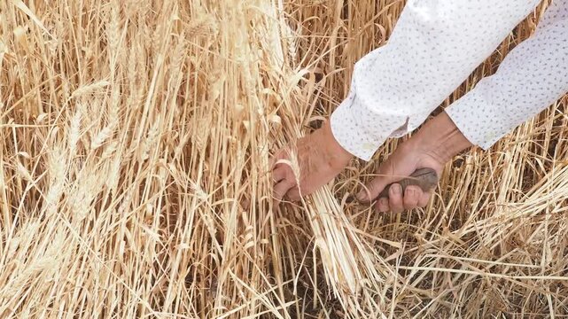 Woman farmer harvesting golden wheat with sickle in summer
