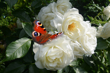 Schmetterling 1070 © K.-U. Häßler