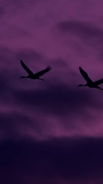 Birds Winter Migration. Flock Of Common Cranes Or Eurasian Cranes Fly In Sunny Blue Autumn Sky. Common Crane Or Grus Grus. Nesting Cranes, Nest. Europe. Blue Colors, Dark Birds Silhouettes.